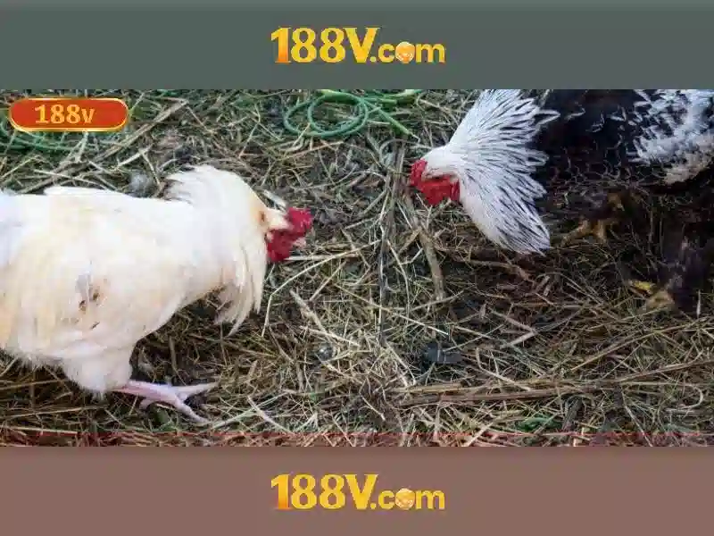 188v có hợp pháp không – Chủ đề tổng quan và giá trị cốt lõi